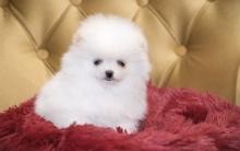 Puppies for sale , pomeranian  - Latvia, Ventspils