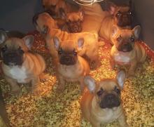 Puppies for sale french bulldog, french bulldog - USA, Alaska