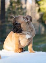 Puppies for sale french bulldog, french bulldog - USA, Indiana, Indianapolis