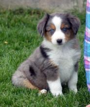 Puppies for sale australian shepherd - Germany, Hamburg