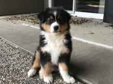 Puppies for sale australian shepherd - Czech Republic, Brno