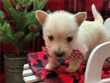 Puppies for sale scotch-terrier - Cyprus, Larnaca