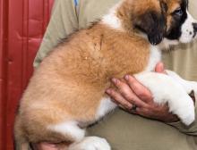 Puppies for sale other breed, saint bernard - Cyprus, Nicosia