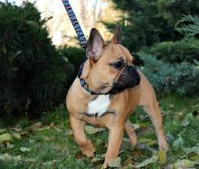 Puppies for sale french bulldog, french bulldog - USA, Puerto Rico