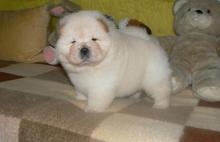 Puppies for sale chow chow - Cyprus, Limassol