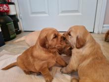 Puppies for sale golden retriever - Cyprus, Paphos