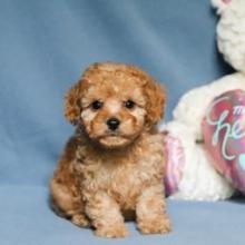 Puppies for sale , cockapoo - Greece, Athens