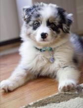Puppies for sale australian shepherd - Portugal, Lisbon