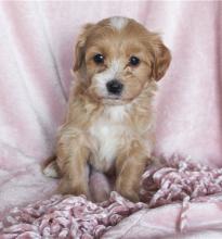 Puppies for sale , havapoo - United Kingdom, Derby