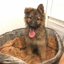 Puppies for sale german shepherd dog - Germany, Gera