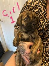 Puppies for sale bullmastiff - United Kingdom, Glasgow