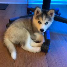 Puppies for sale , siberian husky - Spain, Seville