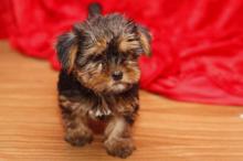 Puppies for sale yorkshire terrier - Spain, Badalona