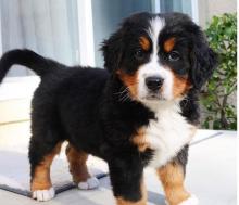 Puppies for sale bernese mountain dog - Czech Republic, Dobrzhish