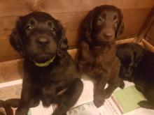 Puppies for sale flat-coated retriever - Ireland, Dublin