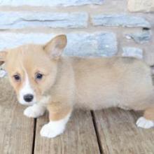 Puppies for sale welsh springer spaniel - Italy, Ancona