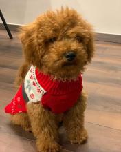 Puppies for sale , poodle puppies - Uzbekistan, Bukhara