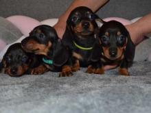 Puppies for sale dachshund - Ireland, Dublin. Price 11 €