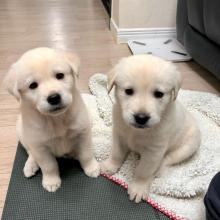 Puppies for sale labrador - Portugal, Braga