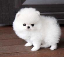 Puppies for sale pomeranian spitz - Ireland, Dublin. Price 10 €