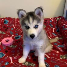 Puppies for sale , siberian husky - Belgium, Gant