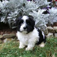 Puppies for sale havanese - Spain, Santander