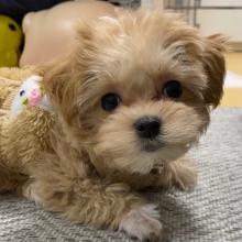 Puppies for sale , maltipoo - Italy, Rome