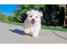 Puppies for sale , maltese puppies - Russia, St. Petersburg