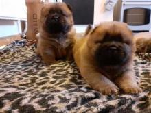 Puppies for sale chow chow - Ireland, Dublin