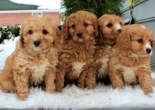 Puppies for sale , cavapoo - Denmark, Kopenagen