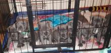 Puppies for sale staffordshire bull terrier - United Kingdom, Bradford. Price 11 €