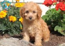 Puppies for sale cocker spaniel - Cyprus, Larnaca