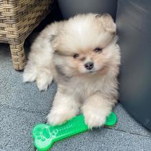 Puppies for sale pomeranian spitz - Belgium, Gant