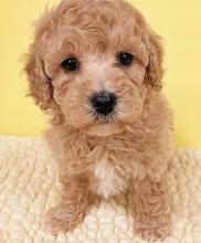 Puppies for sale toy-poodle - Armenia, Gyumri