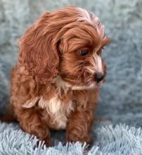 Puppies for sale ,  cockapoo - Tajikistan, Khujand