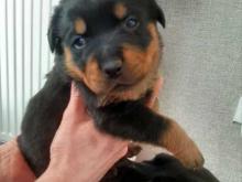 Puppies for sale rottweiler - Ireland, Dublin. Price 11 €