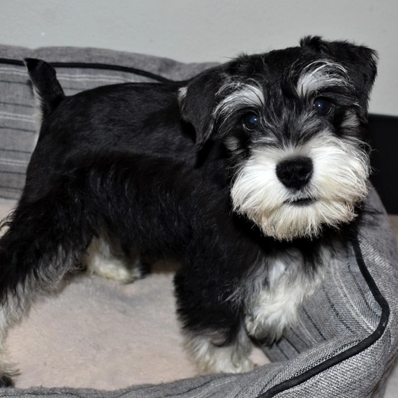 Puppies for sale , schnauser - Denmark, Kopenagen