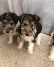 Puppies for sale fokxterer - Ireland, Cork. Price 10 €