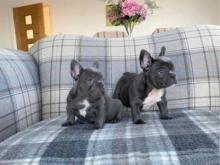 Puppies for sale french bulldog - Moldova, Chisinau. Price 11 €