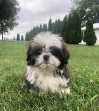 Puppies for sale shih tzu - Luxembourg, Luxembourg