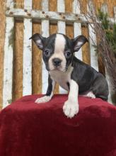 Puppies for sale boston terrier - Bulgaria, Sliven. Price 10 €