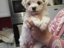 Puppies for sale maltese - Germany, Magdeburg. Price 10 $