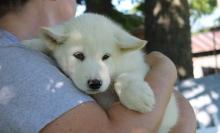 Puppies for sale , alaskan malamute - Cyprus, Ayia Napa