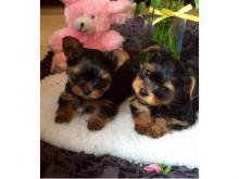 Puppies for sale yorkshire terrier - Latvia, Daugavpils