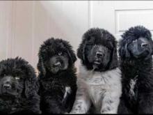 Puppies for sale newfoundland - Greece, Thessaloniki. Price 10 €