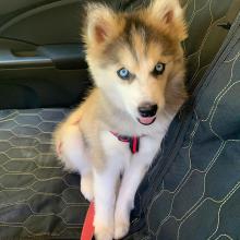 Puppies for sale , siberian husky - Netherlands, Harlem