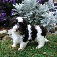 Puppies for sale havanese - Spain, Merida