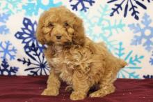 Puppies for sale other breed, cockapoo - Ireland, Dublin. Price 10 €