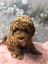 Puppies for sale toy-poodle - Moldova, Chisinau. Price 10 €