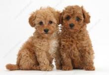 Puppies for sale toy-poodle - Germany, Chemnitz